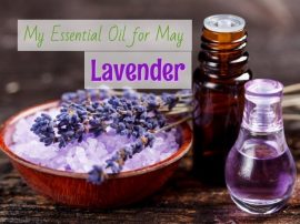 34421597_1902747539769543_6470460315522826240_n Lavender
